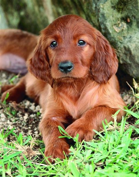 130 Best Irish Setter Images On Pinterest