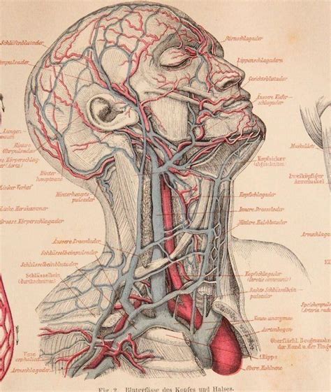 Pin De Cadu S En Odonto Arte De Anatomía Humana Anatomía Médica