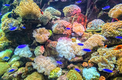 Coral Ecosystems Aquarium Stock Photo Download Image Now Istock