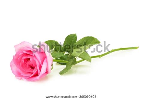 Beautiful Pink Rose Leaves Isolated On Stock Photo Edit Now 365090606