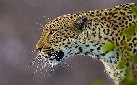 The Fast Jaguar National Geographic Glassdoor Photos Wildlife