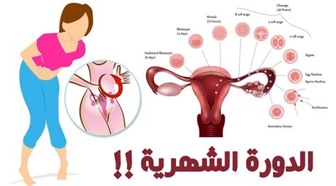 لمحة عامة عن أعراض الجهاز الهضمي. اعراض الدورة الشهرية , ما هي اعراض الدورة الشهرية للفتيات ...