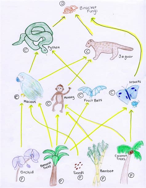 Amazon Rainforest Food Web Easy All Are Here