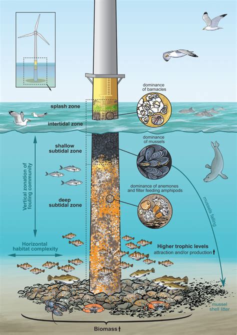 Offshore Wind Farm Artificial Reefs Affect Ecosystem Structure And