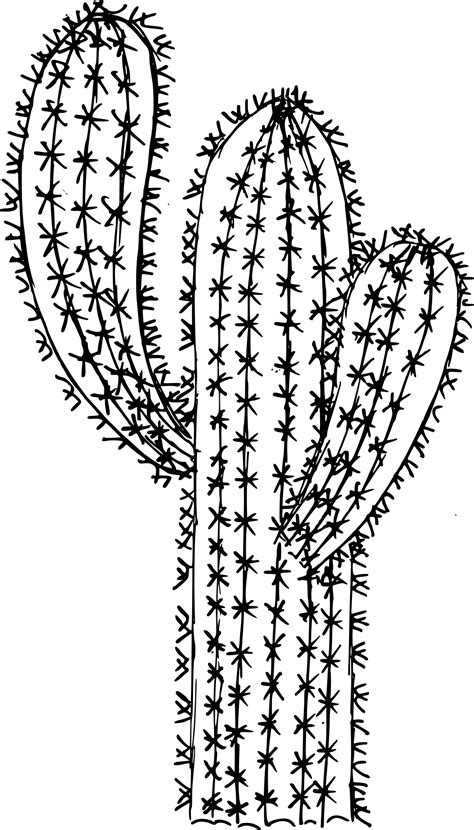 Cactus Drawing Png Carinewbi