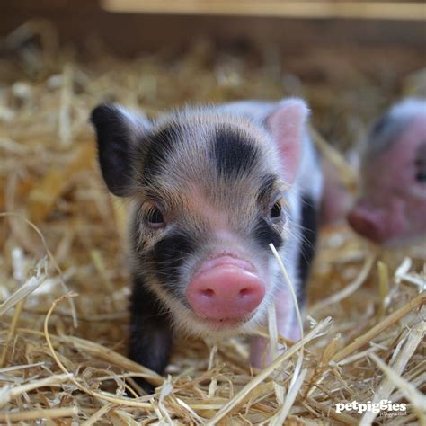 Perfect Little Micro Piggy Cute Baby Pigs Baby Pigs Cute Animals