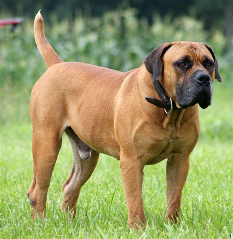 Guide To Big Dog Breeds Dog Bread