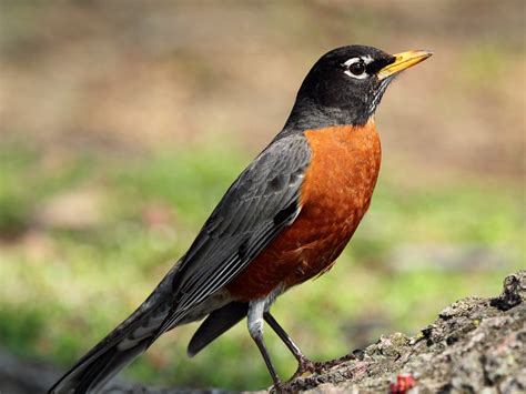 American Robin In Profile American Robin Turdus Migratori Flickr