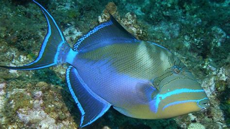 Triggerfish Ocean Sea Tropical Underwater 1tfish Fish Wallpapers