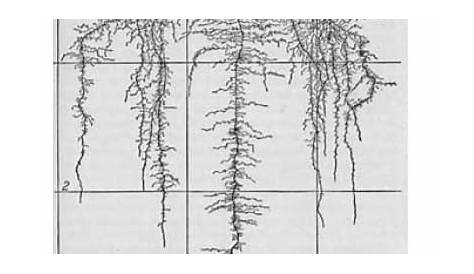 Mature Root Depth of Common Vegetables & Reference Table – GrowIt BuildIT