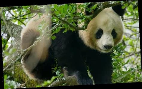 Giant Pandas Filmed Mating In The Wild For The First Time