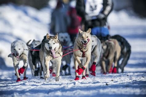 Alaskas Iditarod Sled Dog Race Stymied By Lack Of Snow Nbc News