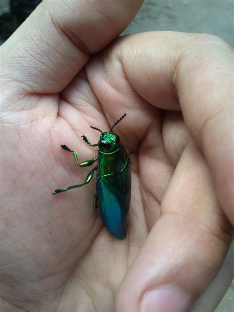 Green Metallic Beetle On Hand · Free Stock Photo
