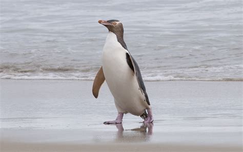 You can find them in antarctica and antarctic islands, the galapagos islands off the coast of ecuador, south africa. geeloogpinguïn