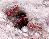 Fire Ants Poison Images