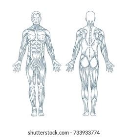 There are more than 600 skeletal muscles in the body. Human Body Diagram Anterior Posterior - Human Anatomy