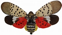 Spotted Lanternfly Program Information