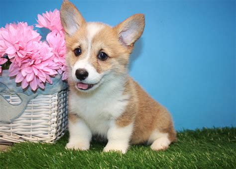 Pembroke Welsh Corgi Puppies For Sale Long Island Puppies