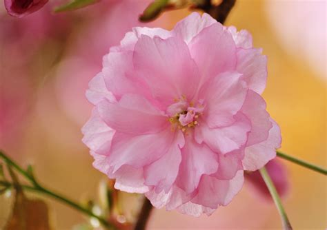 Free Images Nature Petal Bloom Spring Color Botany