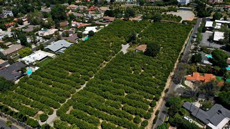 Foundation aims to buy San Fernando Valley’s last orange grove, make it