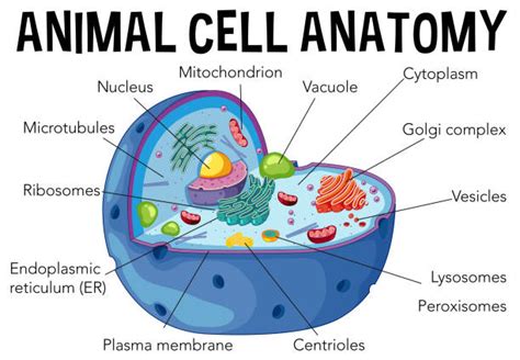 Best Eukaryotic Cell Illustrations Royalty Free Vector Graphics And Clip
