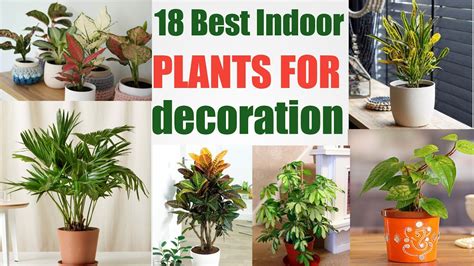Best Indoor Plants For Decorationbest Indoor Plants For Clean Airbest