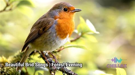 Beautiful Bird Songs In The Forest Relaxing Singing And Chirping Nature