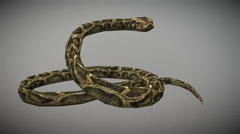 Anaconda Animated Buy Royalty Free 3d Model By Bilal Creation