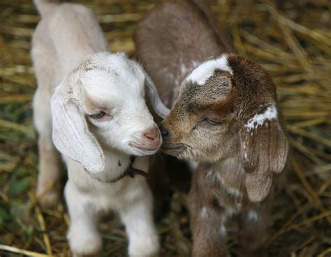 Baby Goat And Puppies