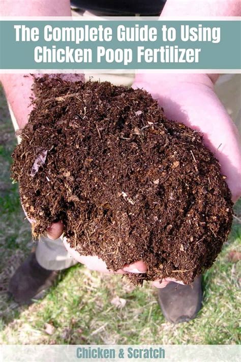 The Complete Guide To Using Chicken Poop Fertilizer