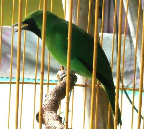 Check spelling or type a new query. 9 Jenis Burung Kelas Atas Untuk Hobi Para Sultan Di Indonesia