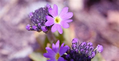 フリー写真画像 花びら 庭 自然 花 ハーブ 植物 ピンク 花