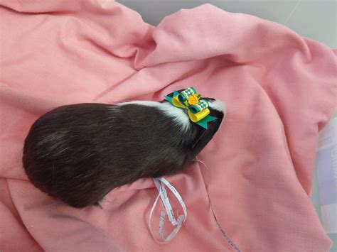 Standard Guinea Pig Male Mostly Black Head To Tail Pets