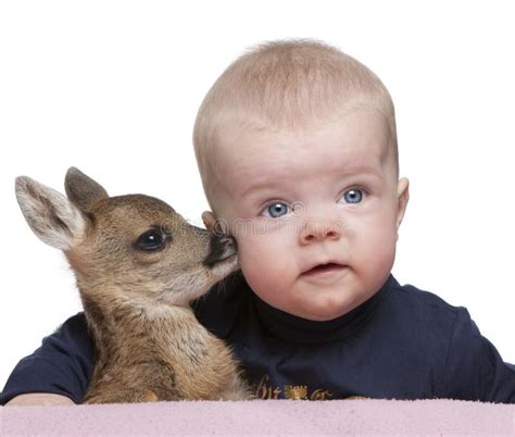 Portrait Of Baby Boy With Fallow Deer Fawn Stock Photo Image Of
