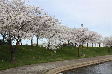 Michigan Exposures Cherry Blossoms