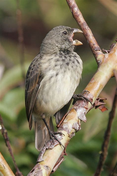 Galapagos Birding Tours Wildlife Birdwatching Birdquest