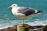 Free Images : bird, seabird, seagull, wildlife, wild, beak, blue ...