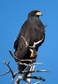 Common Black Hawk | Black hawk, Common birds, Birds of prey