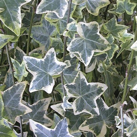 Hedera Canariensis Variegated Variegated Ivy 140mm — Town And Country