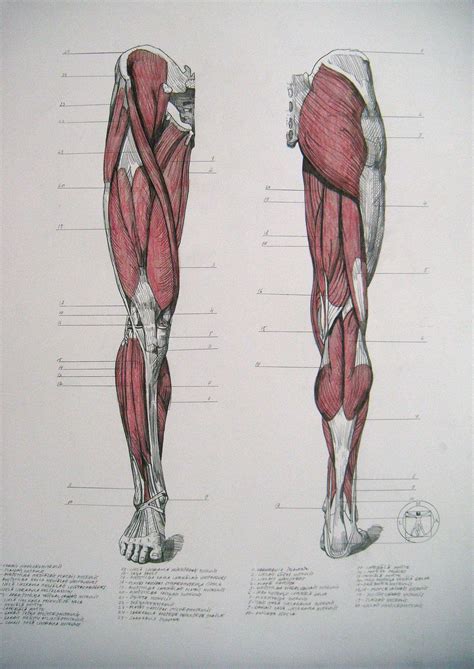 Muscles Of Legs Front And Back By Reinisgailitis On Deviantart Human