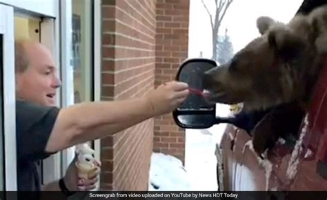 Cat owners sometimes blame a new cat food when their cat immediately throws it back up after eating. Zoo Took Bear Out For Ice Cream, Filmed It. Now, They're ...