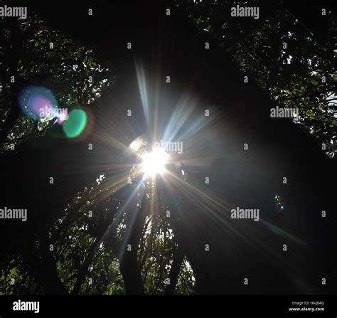 Sunburst Through Tree Branches Stock Photo Alamy