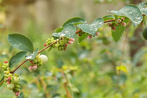 How To Grow And Care For Snowberry Bush Gardeners Path