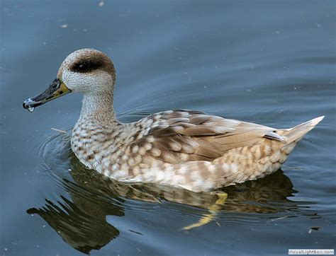 Identify Marbled Teal Or Marbled Duck Wildfowl Photography