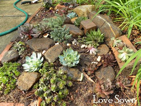 Revamp Succulent Garden Spot Part 2 Love Sown