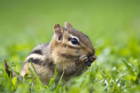 Cute Chipmunk Photograph By Christina Rollo Fine Art America