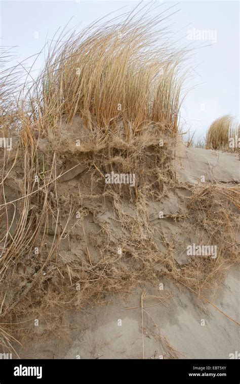 Beach Grass European Beachgrass Marram Grass Psamma Sea Sand Reed Ammophila Arenaria On A