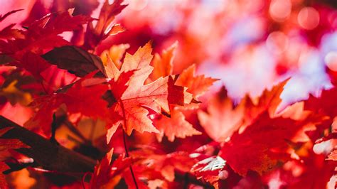 Wallpaper Sunlight Forest Fall Leaves Red Branch