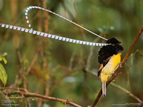 Ayam jago burung hitam dan putih gambar vektor gratis di pixabay 20 macam dan jenis burung cendrawasih cantik yang ada di indonesia gambar burung hantu kartun. 32 Gambar Burung Berwarna Hitam Putih | Hitamputih44