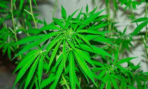 ¿qué Significa El Uso Recreativo De La Marihuana Algunas Características Y Consecuencias